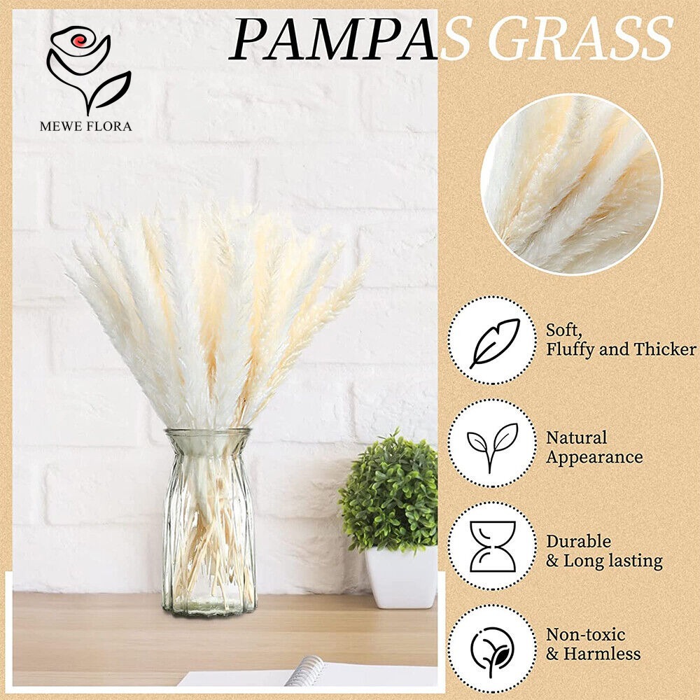 20 Pezzi di Erba della Pampa S - Dried Pampas Bundle recensione e prezzo
